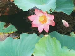 -荷塘月色湿地公园·向阳花洲