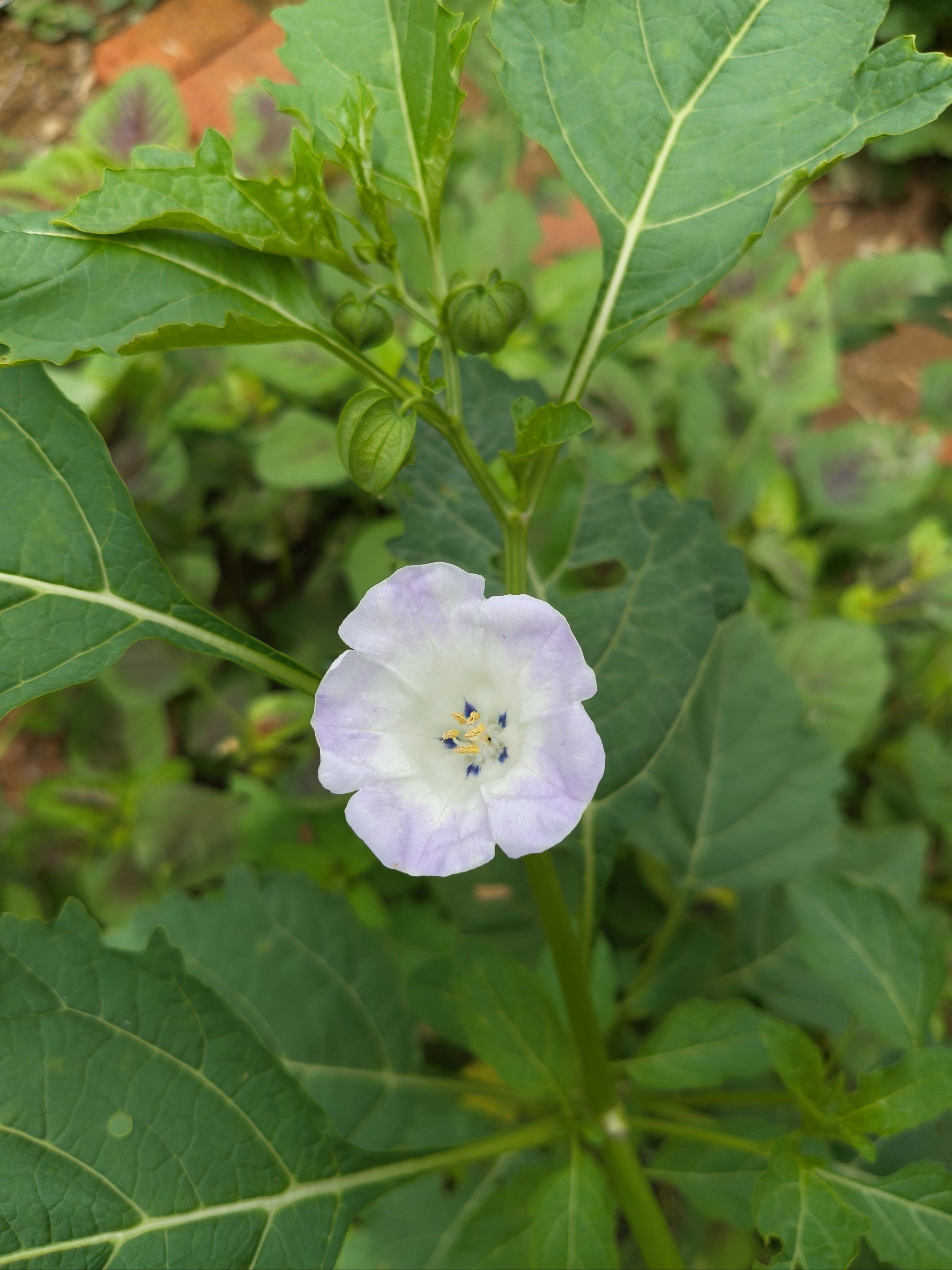 随手撒在土里,意外收获的美丽的花花,没