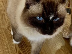 -Let's go狗咖·猫咖·奶狗·桌游(春熙路IFS店)