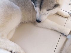 -怪兽屋·羊驼·猫咖·狗咖(俊华广场店)