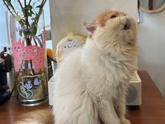 -有猫主题·治愈系猫咖(曾厝垵店)