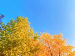 -三里屯东五街银杏大道