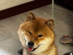 -FAELING PETS美天灵宠物(富力广场店)