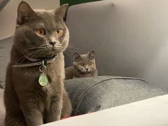 -喵zoo家庭繁育猫舍(尖东智能花园店)