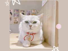 -藏猫猫咖啡主题馆(中央大道店)