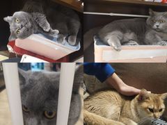 -逗柴咖啡屋·狗咖猫咖宠物桌游