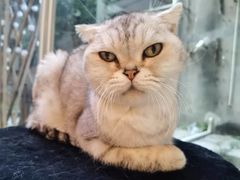 -猫咪派对(江南西店)