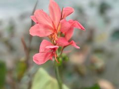 -飞来湖湿地公园