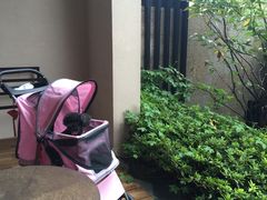 -上海崇明金茂凯悦酒店