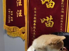 -半岛宠物医院24小时(科华中路店)