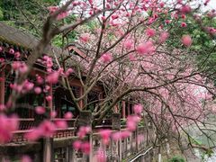 -望江楼公园