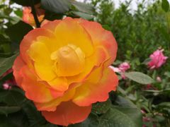 -莲花池公园