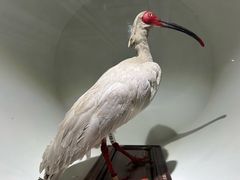 -陕西自然博物馆