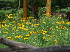 -黑河国家森林公园