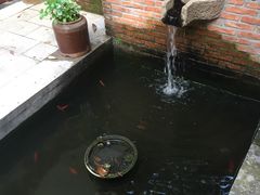 -两棵枇杷树