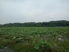 -盘龙城国家考古遗址公园