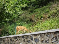 -大连森林动物园