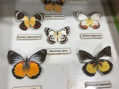 -上海大自然野生昆虫馆(东方明珠·爬宠昆虫探索中心)