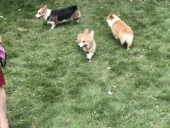 -翊宠yipet猫狗购宠庄园犬舍•猫舍