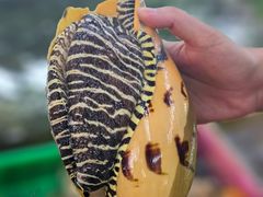 -车路士海鲜餐厅·黑金冠(南澳本地人店)