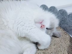 -极木²邸 人与宠物·互动社区