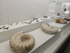 -青岛贝壳博物馆