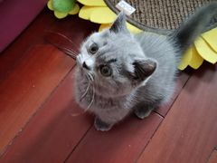 -糯米喵星人总部直营旗舰店·猫舍·幼猫出售