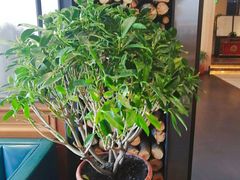 -大鸭梨烤鸭(顺义石园店)