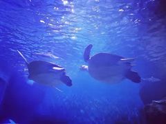 -多彩贵州城极地海洋世界