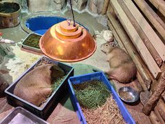 -正佳雨林生态植物园