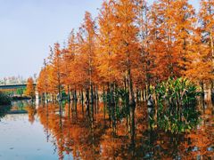 -白鹭湾湿地公园