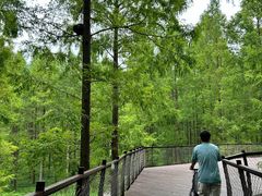 -黄海国家森林公园