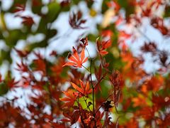 -杭州半山国家森林公园