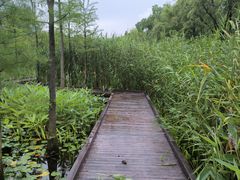 -昆山城市生态森林公园