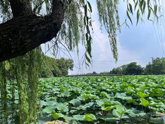 -石湖景区