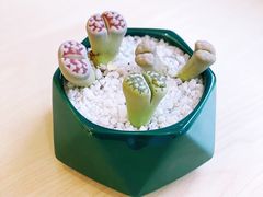 -雪多冰·台湾甜品(高升店)