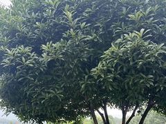 -金水泊山庄·花椒鸡(铁山坪店)