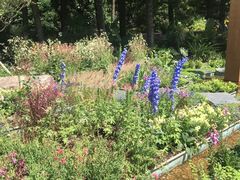 -深圳仙湖植物园