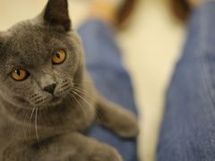 -猫和宫(六道口店)