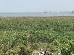 -吴淞炮台湾湿地森林公园烧烤区