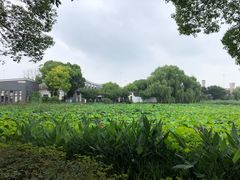 -荷塘月色湿地公园·向阳花洲