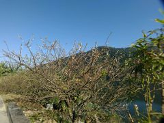 -广州市流溪河国家森林公园