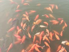 -西湖外事游船(花港观鱼码头)