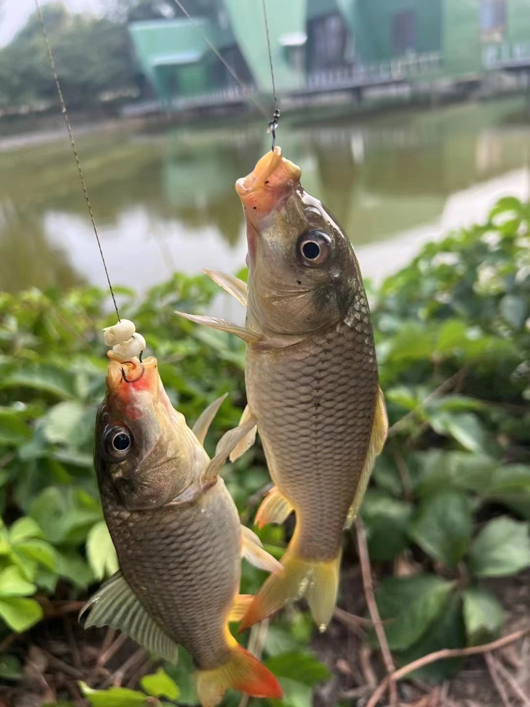 深圳钓鱼农家乐图片