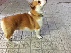 -小梁哥云吞面(黄贝岭店)