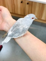 -Moni星球萌宠·小马宝莉·灵蛇·高端高阶全萌宠互动体验俱乐部(红豆国际广场店)