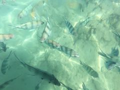 -东姑阿都拉曼海洋公园