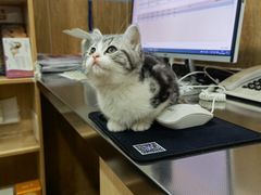 -瑞派名望24h动物医院异宠专科·猫专科·骨科·重症监护分院