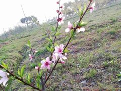 龙湖东院桃园-龙湖东院农庄(乡间小路店)