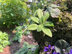 -深圳仙湖植物园